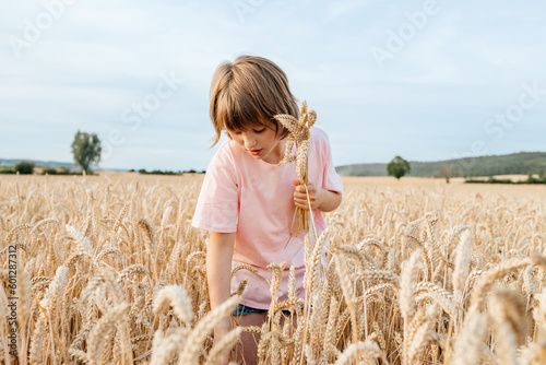 A happy girl gathers a bouquet of spikelets in the field in the summer. Harvest, summer holidays. The child enjoys nature, country life and freedom © Elena Medoks