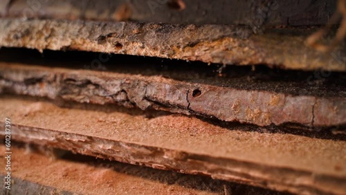 Oak boards damaged and eaten by pests photo