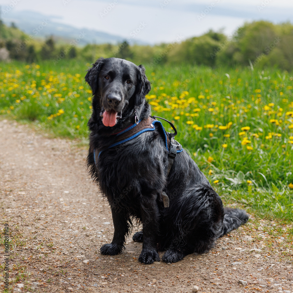 flatcoated Retriever while walking in the Swiss Jura in spring flatcoated Retriever while walking in the Swiss Jura in spring