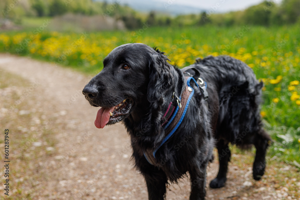 flatcoated Retriever while walking in the Swiss Jura in spring flatcoated Retriever while walking in the Swiss Jura in spring