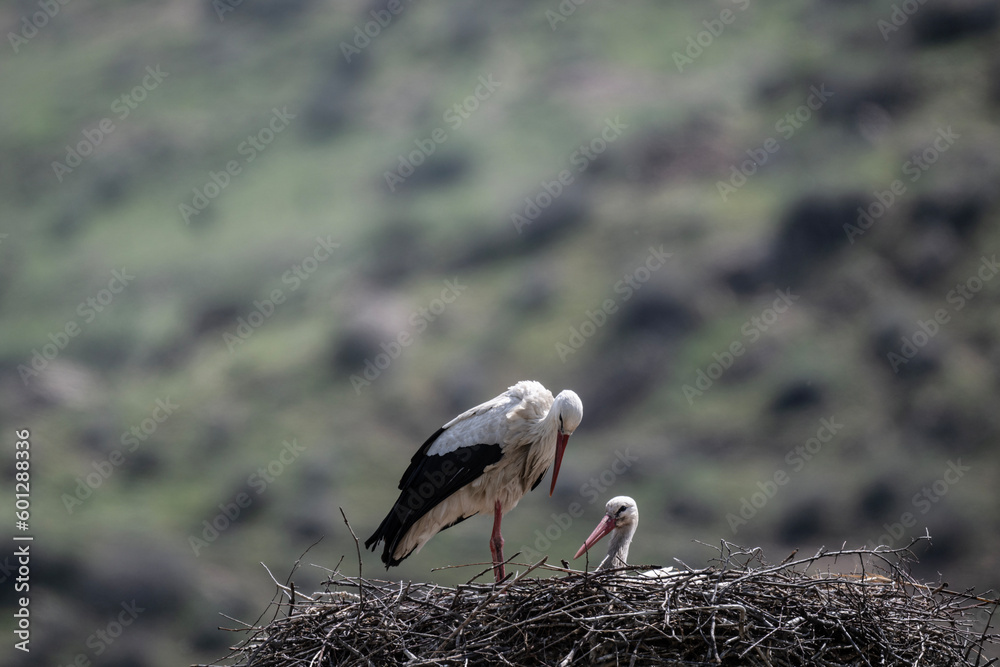 Fototapeta premium storks in the nest against the blue sky on a sunny spring day