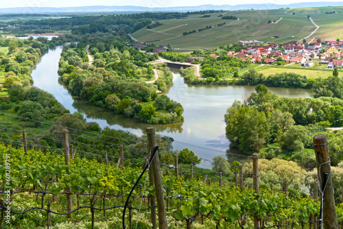 Weinberge mit Steillgen am Altmain bei Nordheim, Franken photo