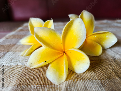 The beautiful yellow flower blooming