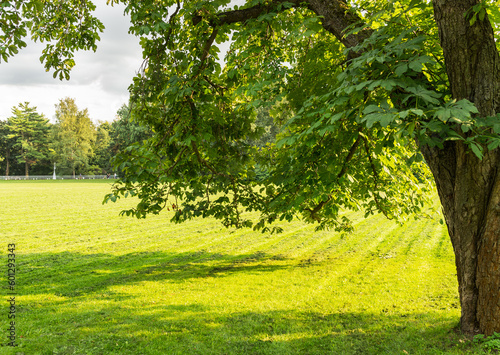 Scenic summer landscape of city park with green lawn and an old chestnut tree on sunny day. Beautiful summer green landscape. Natural background. Outdoor recreation concept photo