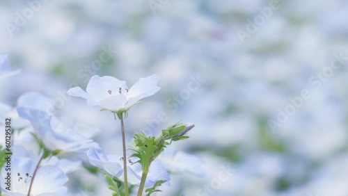 一面のネモフィラの花畑