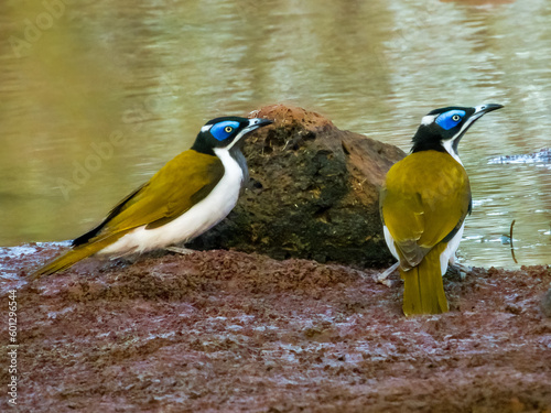 Blue-faced Honeyeater in Queensland Australia photo