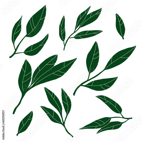 Doodle leaves set. Hand-drawn long plant isolated on white background. Green lemon leaf with veins. Herb summer sign. Vector floral illustration for interior, gardening, holiday. Eco botanical poster