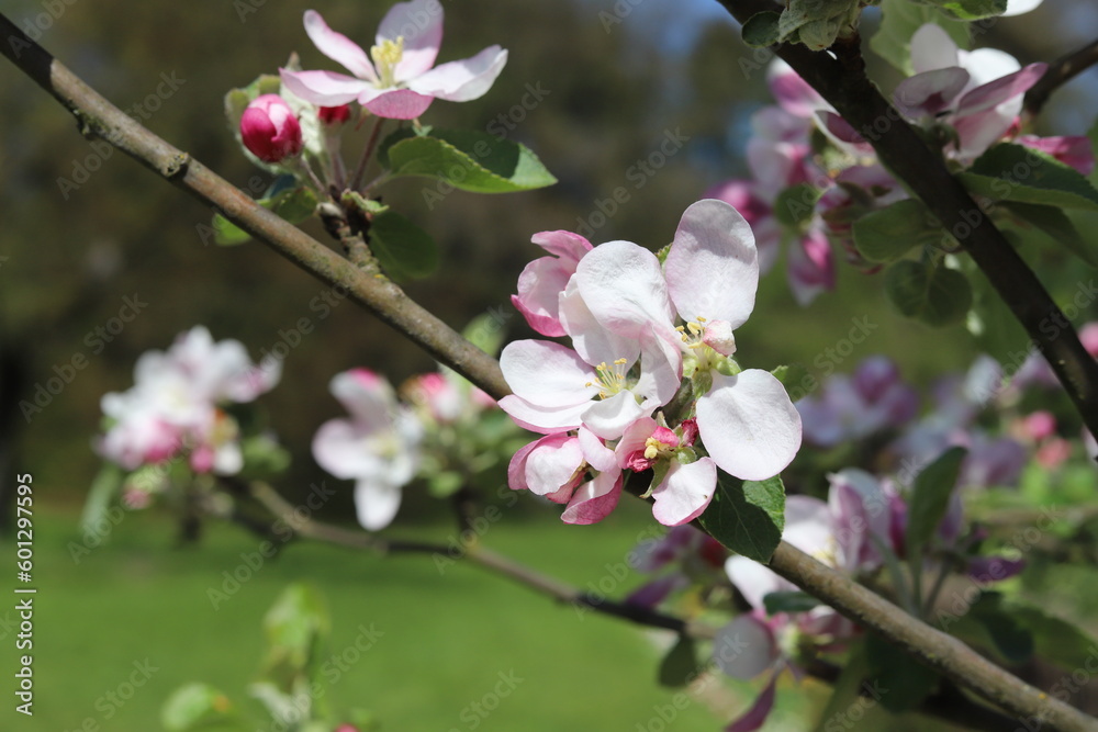 Blooming apple tree in a beautiful spring garden. Close up. Blooming apple tree in a beautiful spring garden. Close up.