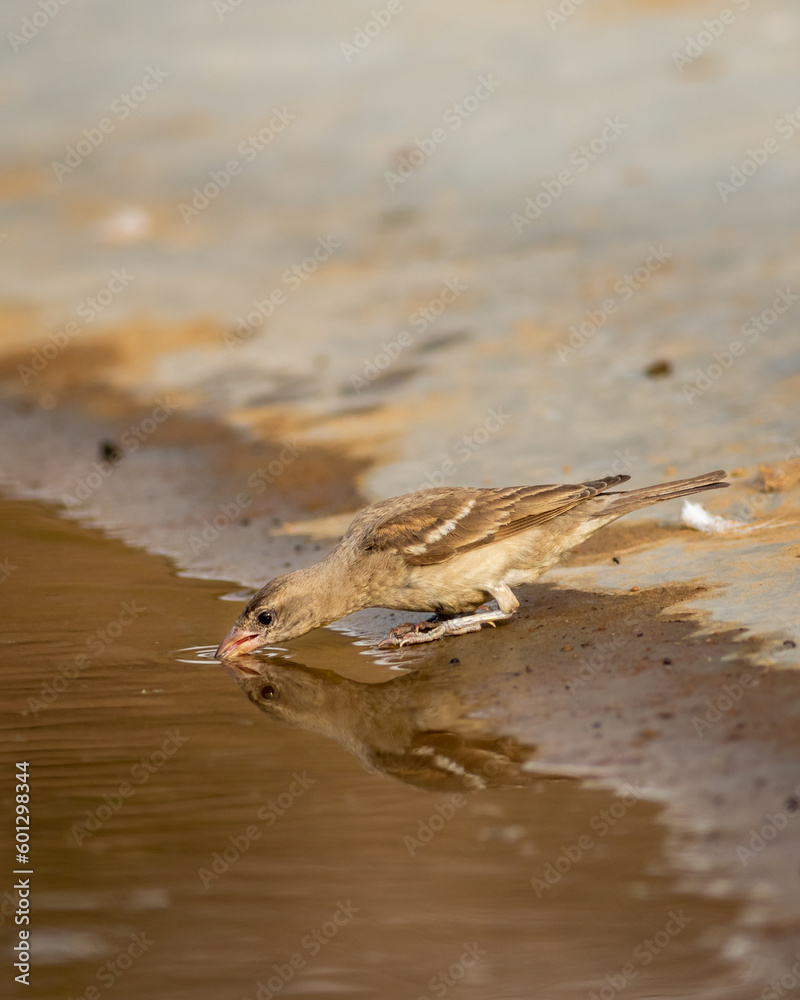 yellow throated sparrow or chestnut shouldered petronia xanthocollis bird with reflection in water quenching thirst from waterhole in hot summer season safari to dry deciduous forest of central india