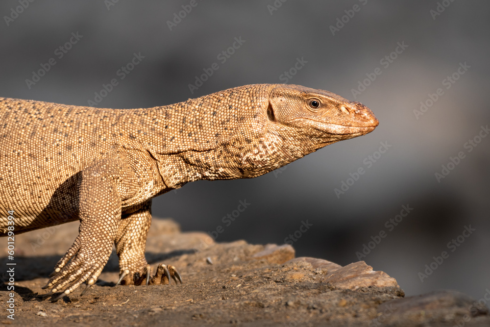 Fototapeta premium monitor lizard or bengal monitor or common indian monitor or varanus bengalensis extreme closeup or portrait in outdoor wildlife safari at forest of central india asia