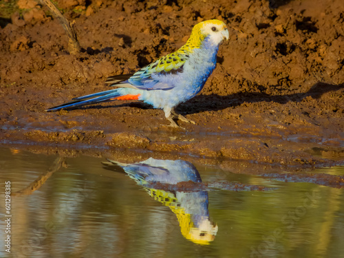 Pale-headed Rosella in Queensland Australia photo