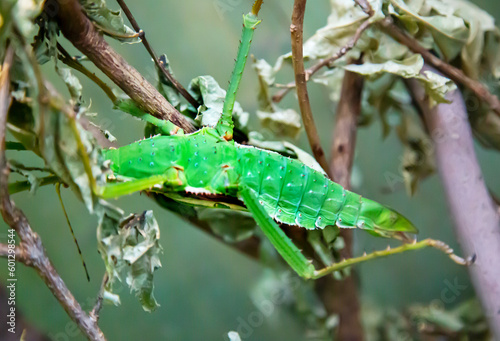 The stickworm is multi-winged (Lat. Phasmatodea) green color similar to a leaf sitting on the branches of a tree among the foliage. Wildlife fauna insects.