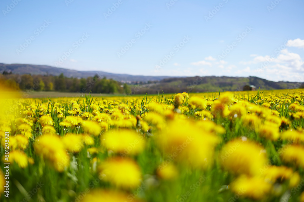 close-up of dandelion meadow, yellow blooming in spring time, country hills in the background, blue and cloudy sky close-up of dandelion meadow, yellow blooming in spring time, country hills in the background, blue and cloudy sky