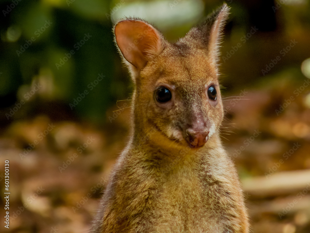 Naklejka premium Red-legged Pademelon in Queensland Australia