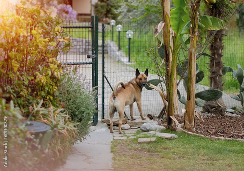 A guard dog in the yard of the private house. Dog protects his territory against thieves. 