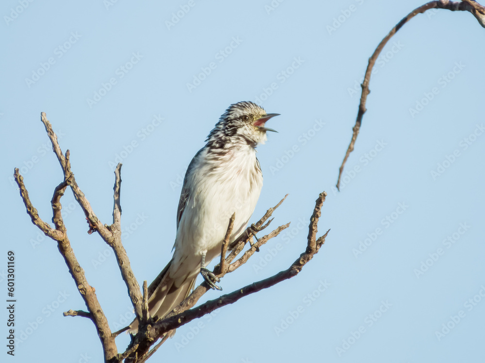Striped Honeyeater in Queensland Australia Striped Honeyeater in Queensland Australia