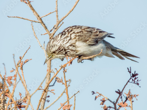 Striped Honeyeater in Queensland Australia photo