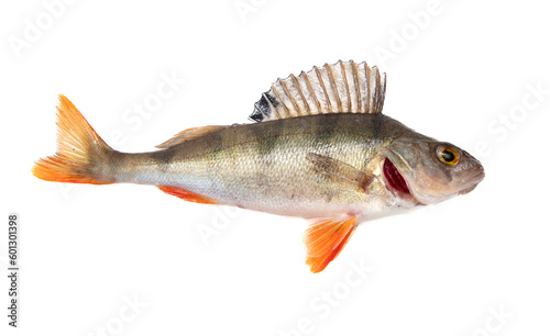 Perch fish isolated on a white background.