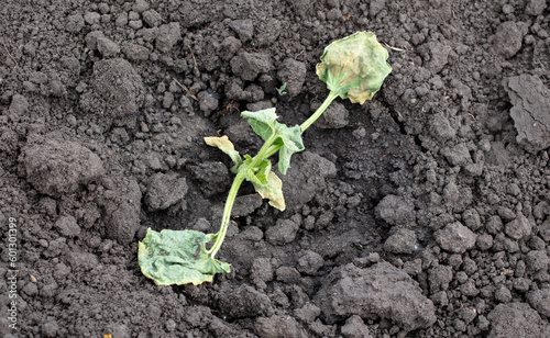 Dying watermelon seedling in the ground.