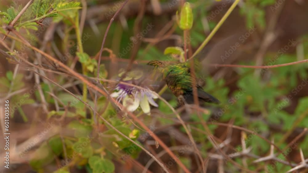 Hummingbird on a passion flower - Super Slow Motion 4K 120fps Hummingbird on a passion flower - Super Slow Motion 4K 120fps