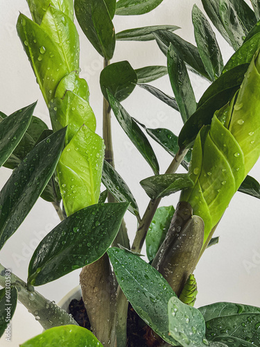 Zamioculcas zamifolia dollar tree. on white. close photo