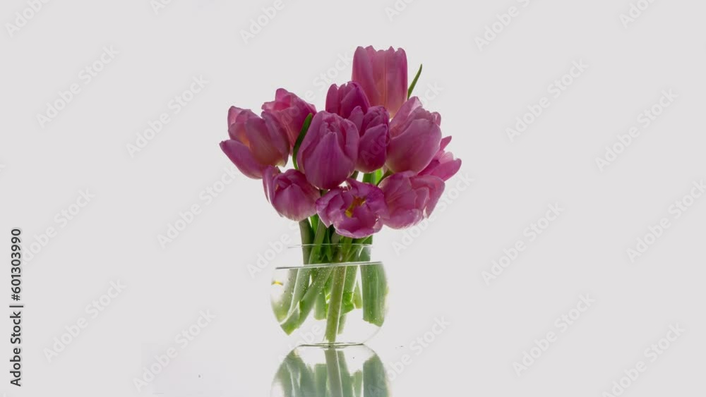 Beautiful pink tulip flowers. Beautiful bouquet of Red tulips on a white background. Timelapse of red tulip flowers opening. Springtime. Mother's day, Holiday, Love, birthday, Easter backgro Beautiful pink tulip flowers. Beautiful bouquet of Red tulips on a white background. Timelapse of red tulip flowers opening. Springtime. Mother's day, Holiday, Love, birthday, Easter backgro