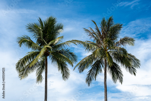 Two twin lush palm trees blue sky background. Beautiful summer relax sunny day time