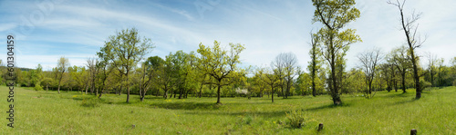 Panoramablick auf Totengrien-Narturschutzgebiet, südlich des Isteiner Klotz. Erforschung der Pflanzenwelt, einmalige Vegetation entlang Rhein und Auenwälder 