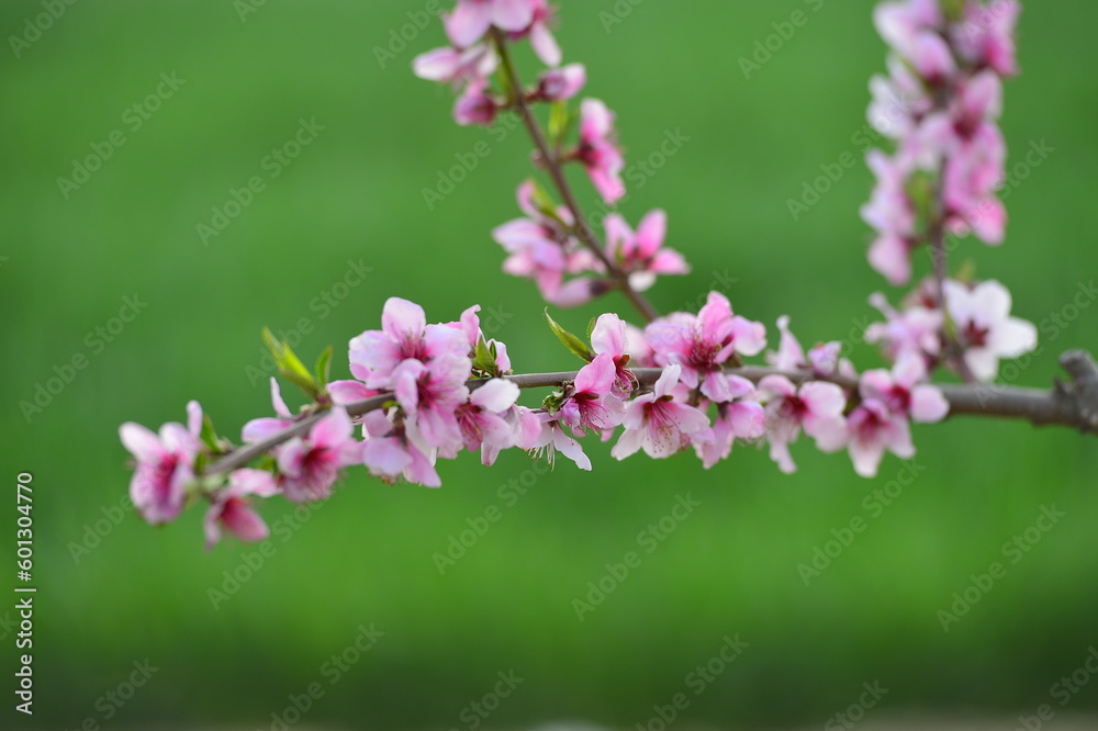 In full bloom in the peach blossom In full bloom in the peach blossom