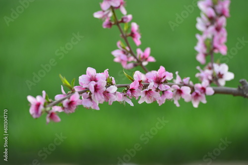 In full bloom in the peach blossom