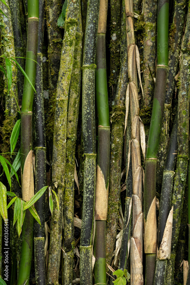 Bamboo plants in garden - stock photo Bamboo plants in garden - stock photo
