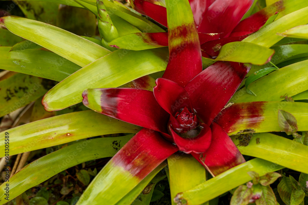 Multi-colored Bromilead (Guzmania) flowers - stock photo Multi-colored Bromilead (Guzmania) flowers - stock photo