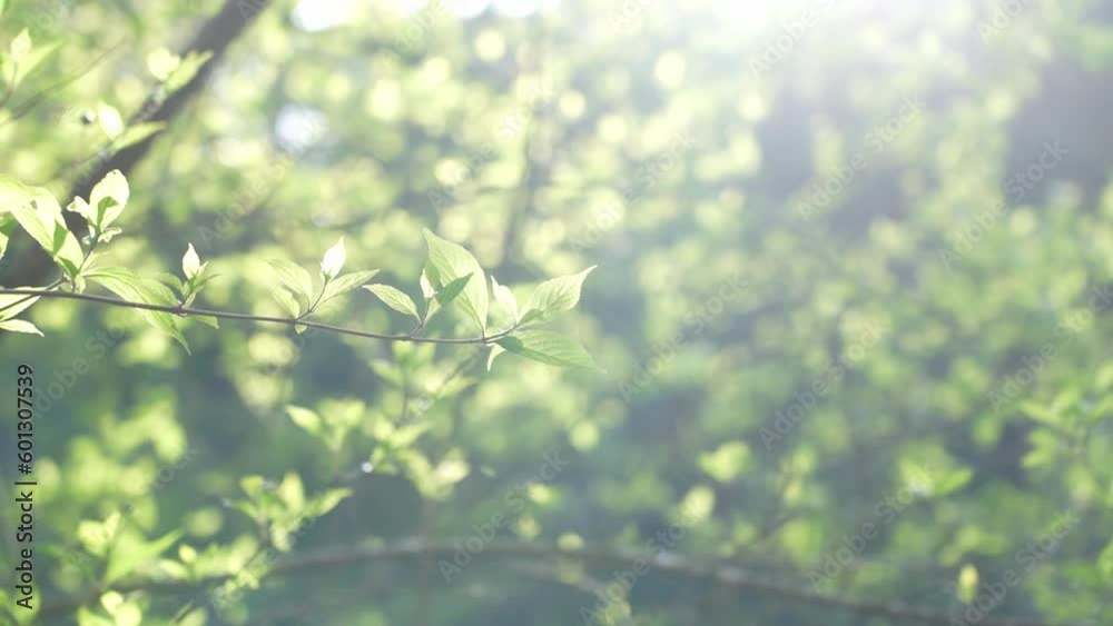 逆光の新緑 逆光の新緑