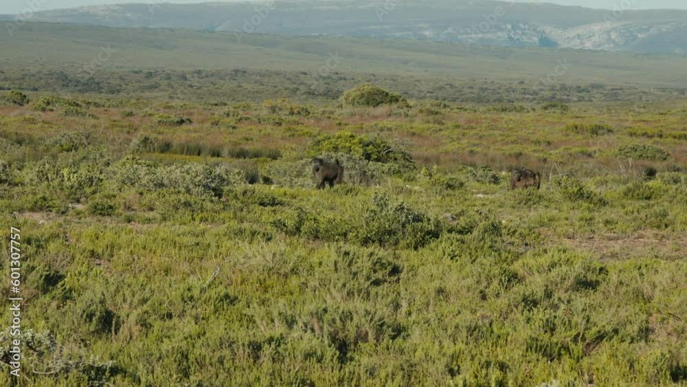 Distance view of a group of baboons in an African nature reserve Distance view of a group of baboons in an African nature reserve