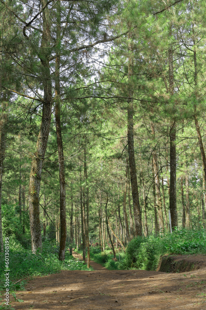 Fototapeta premium lush trees in the pine plantation area