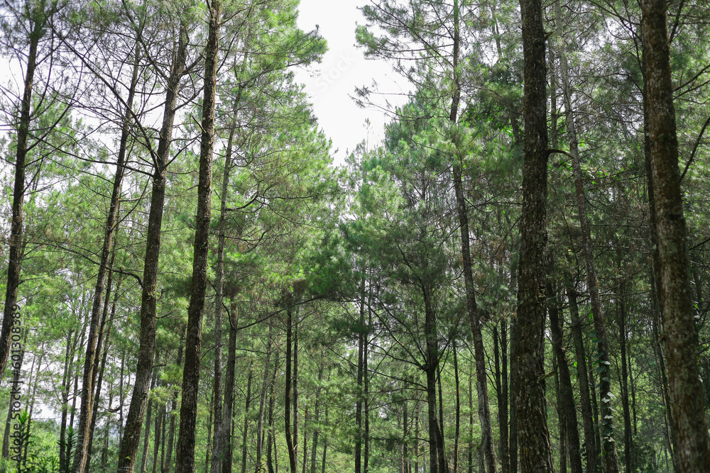 lush trees in the pine plantation area