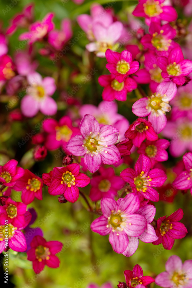 Top view of a moss saxifrage blossoms