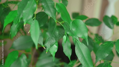 Wallpaper Mural Ficus in a flowerpot. Aspidistra leaves. Ficus benjamina plant in pot on living room background. Houseplants in modern room. Gardening at home. House Plant decoration. Urban gardening. Interior design Torontodigital.ca