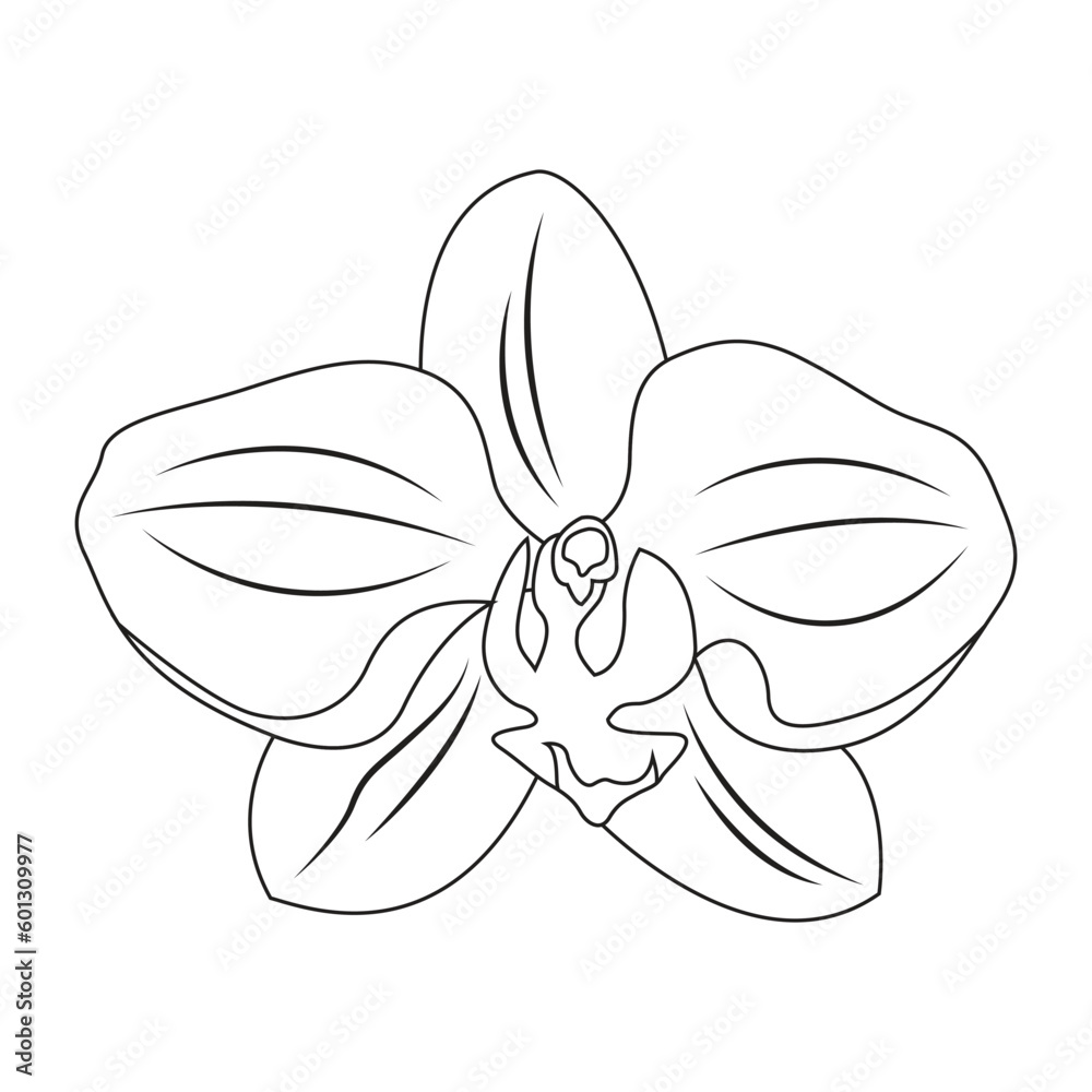 Vector illustration of orchid flower. Beautiful tropical flower in pot. Phalaenopsis orichidae line art outline coloring Vector illustration of orchid flower. Beautiful tropical flower in pot. Phalaenopsis orichidae line art outline coloring
