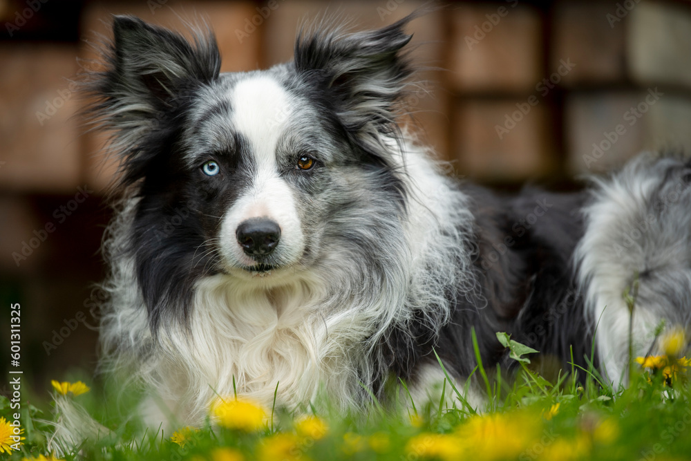 Border collie dog lying  in a spring meadow