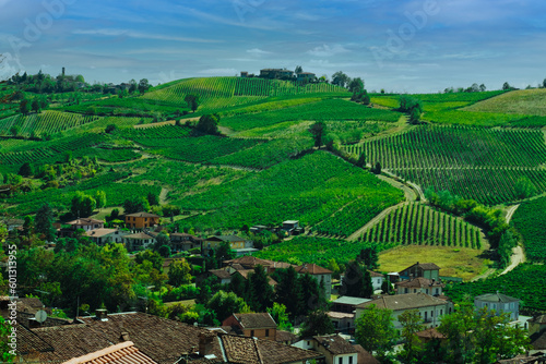 Vineyard in Italian countryside
