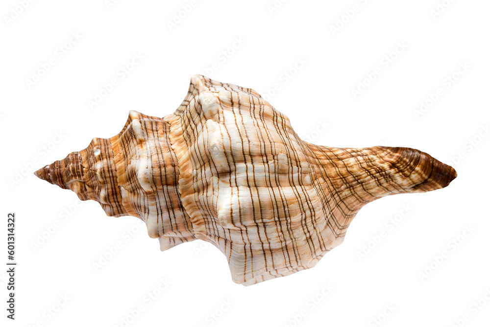 Seashell. Summertime concept. Flat lay composition with beautiful sea shell isolated over a transparent background, top view, mockup. Seashell. Summertime concept. Flat lay composition with beautiful sea shell isolated over a transparent background, top view, mockup.