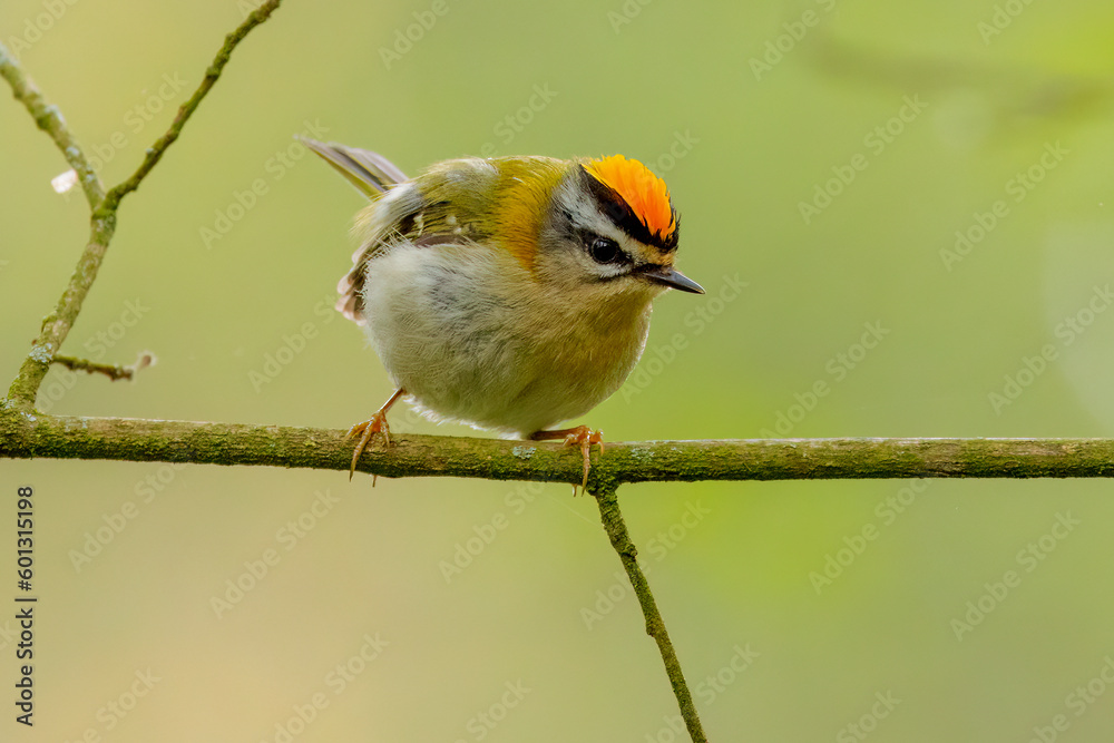 Obraz premium Firecrest