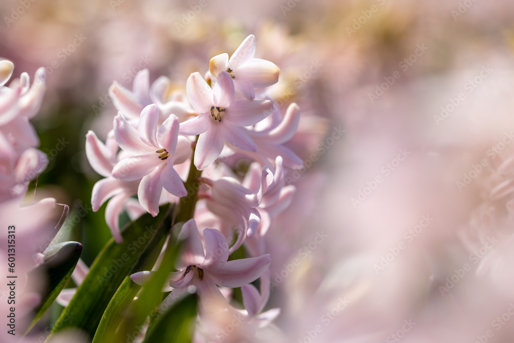 Macro close up of powdery pink, rose hyacinth with soft bokeh Macro close up of powdery pink, rose hyacinth with soft bokeh