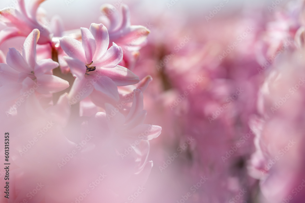 Macro close up of bright pink, rose hyacinth with soft bokeh Macro close up of bright pink, rose hyacinth with soft bokeh