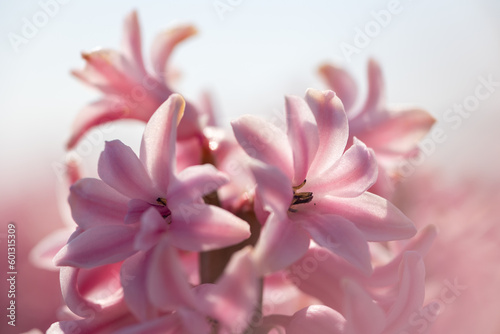 Macro close up of bright pink  rose hyacinth with soft bokeh