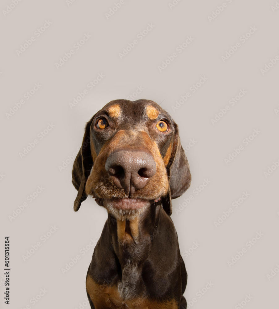 Portrait vizsla puppy dog with angru funny expression face. Isolated on grey white background