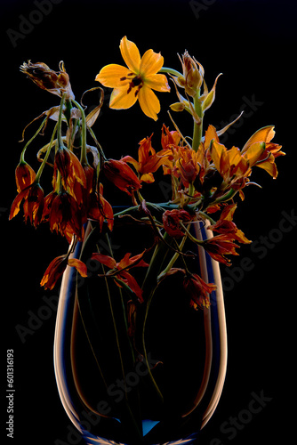 Orange withering flowers in a glass on the black background at backlight photo