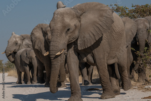 a herd of African elephants walking along the road to the watering hole of namibia