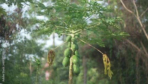 papaya tree with fruits full shot photo